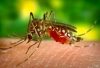 Dezinsekcija komaraca u Varaždinu